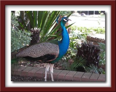framed-male-peacock.jpg