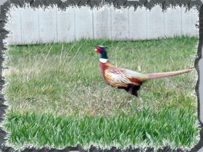 Pheasant