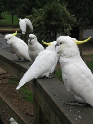 Sulpher Crested Cockatoo's
