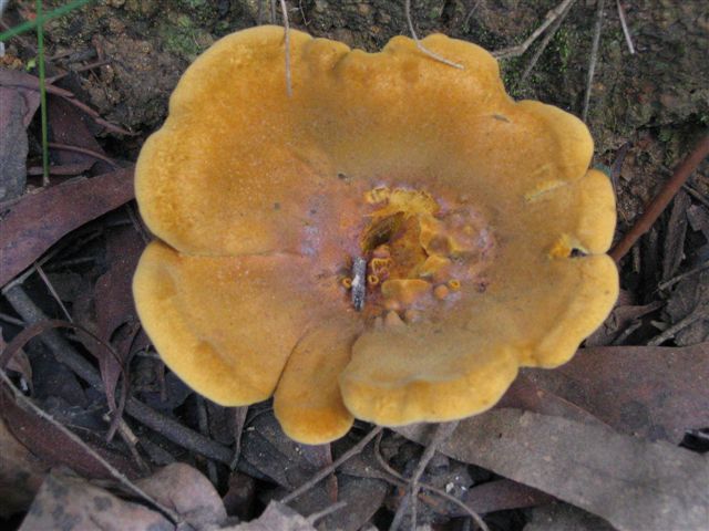 Fungus