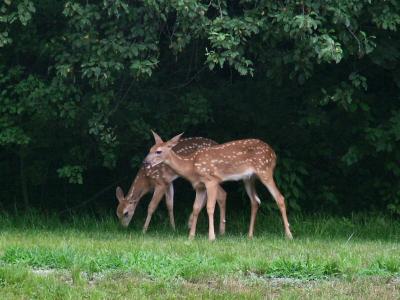 Two deer