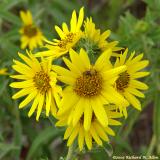 Maximilian sunflower
