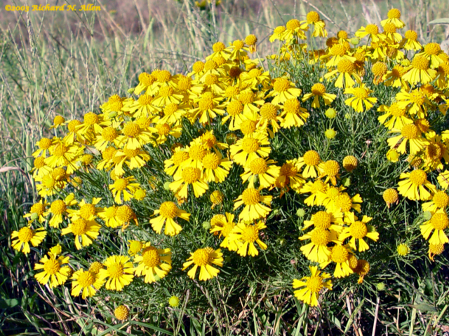 Bitterweed