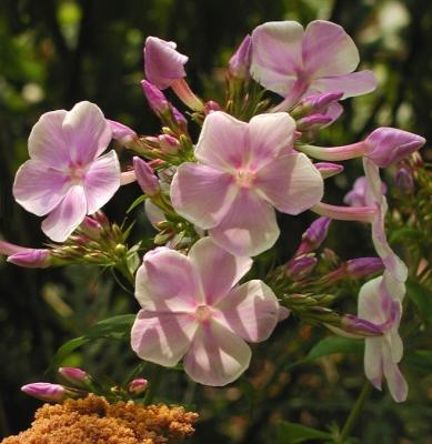 FloralCluster.jpg