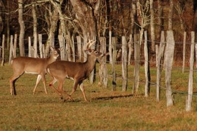 S Buck Doe Pre Jump DSC_8427.jpg
