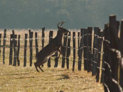 S Buck Jump2 DSC_8414.jpg