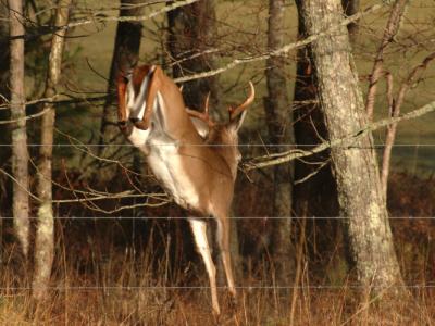 S Buck Jump Down DSC_8395.jpg