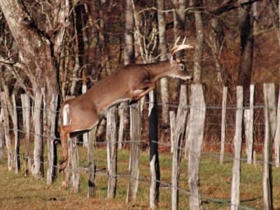 S Buck Jump DSC_8428.jpg