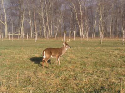 a JPG Posing Buck P1097883.jpg