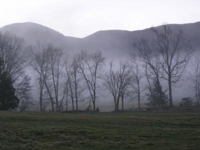 a JPG Trees Mist P1097875.jpg