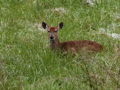 JPG CS Buck Rest DSC_3059.jpg