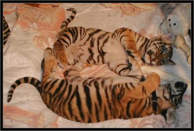 TaiJahanCubs1150012.jpg