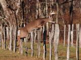 S Buck Jump DSC_8428.jpg