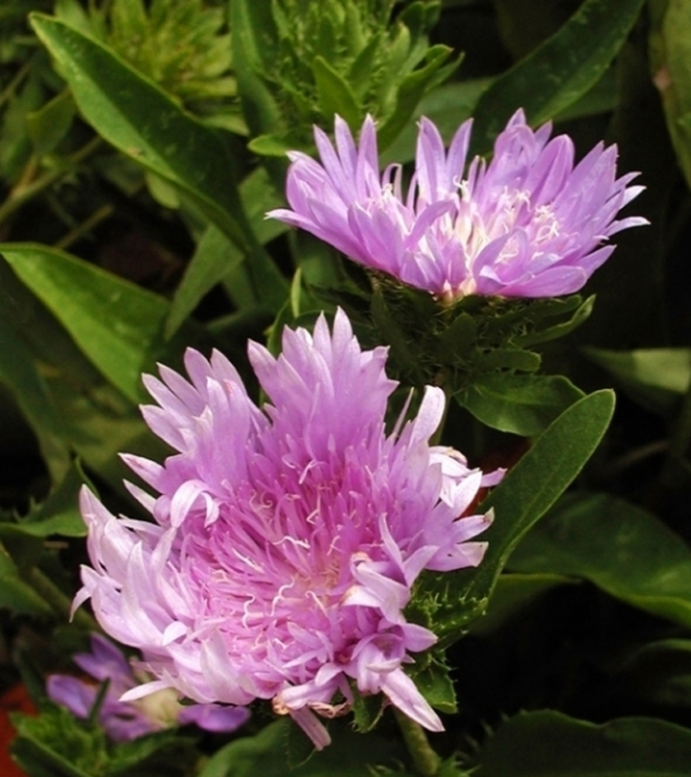 LavenderSplash1.jpg