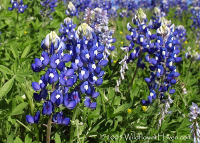 Bluebonnets RR-2341