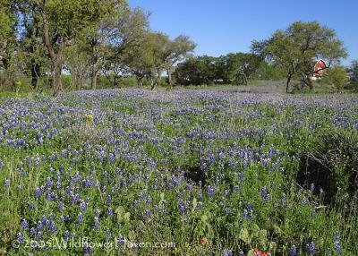 Bluebonnets SR-29