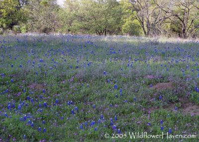 Willow City Loop - 4/4/2005