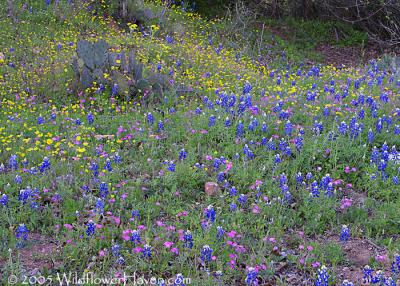 Willow City Loop - 4/4/2005