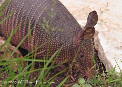 u13/richo/medium/42482329.IMG_2499armadillo.jpg