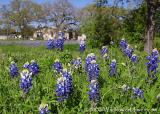 Bluebonnets RR-2341