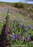 Bluebonnets - Kingsland RR