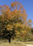 Along the Maple Trail