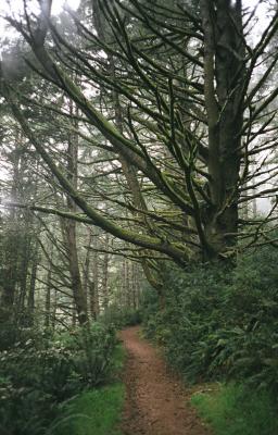 u13/ritakunzler/medium/42537911.ptreyestrees9.jpg