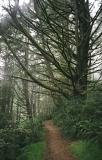 pt. reyes trees
