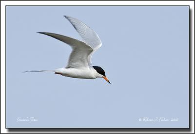 Forster's Tern