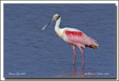 Roseate Spoonbill