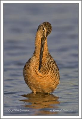 Long-billed Dowitcher