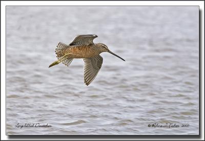 Long-billed Dowitcher