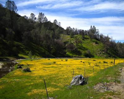 Wildflowers 1