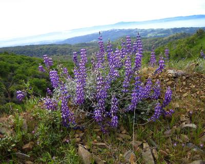 Wildflowers 3