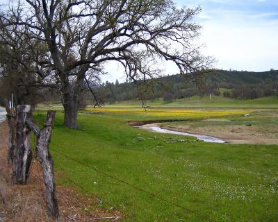 Wildflowers 4