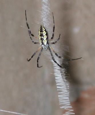0208_orb_weaver_spider_02.jpg
