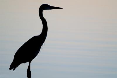 Wading Birds