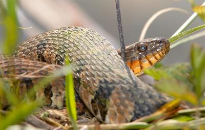 Snakes