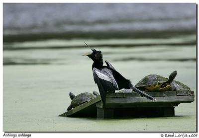 Anhinga