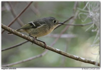 Roitelet  couronne rubis / Ruby-Crowned Kinglet