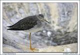 Grand chevalier / Greater Yellowlegs