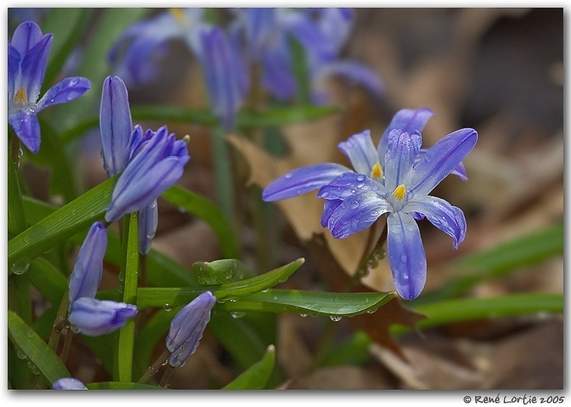 Fleurs de printemps