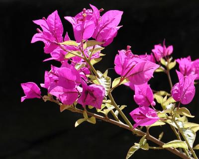 Close up on Some More Flowers