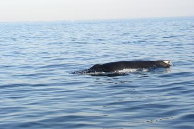 Cape Cod Whale Watching