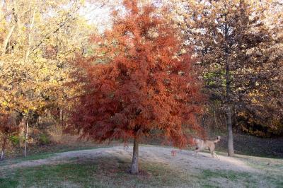 Pretty tree (anyone know what kind?) at Columbia, Mo. doggy park, shot taken 11/08/02