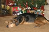 Maxwell guarding the presents on Christmas eve