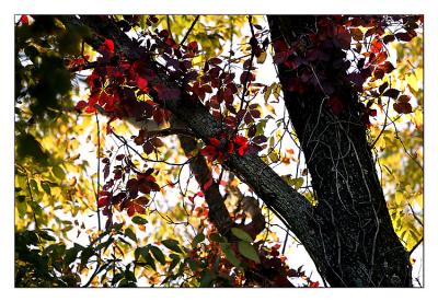 Fall