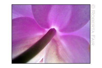 Moth Orchid