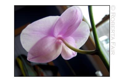 Orchid