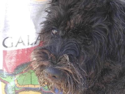 A sandy schnauzer